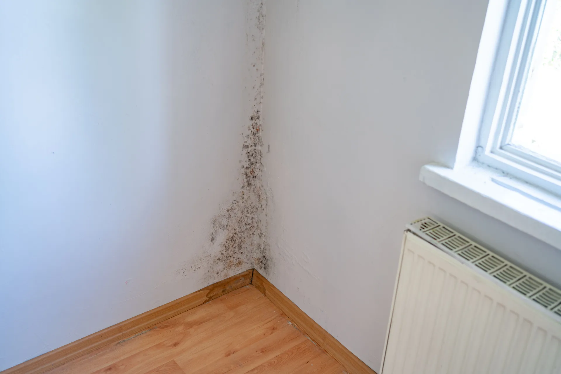 Prevent Mould Growth with Anti-Mould Paint: A Comprehensive Guide