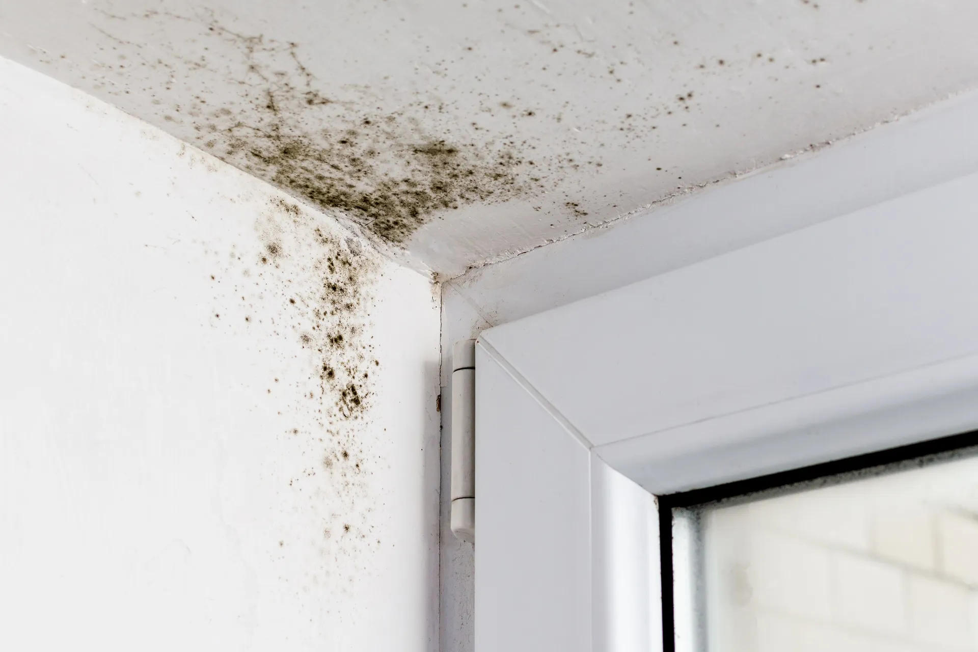 Preparing Your Home for the Rainy Season: Mold Prevention Tips