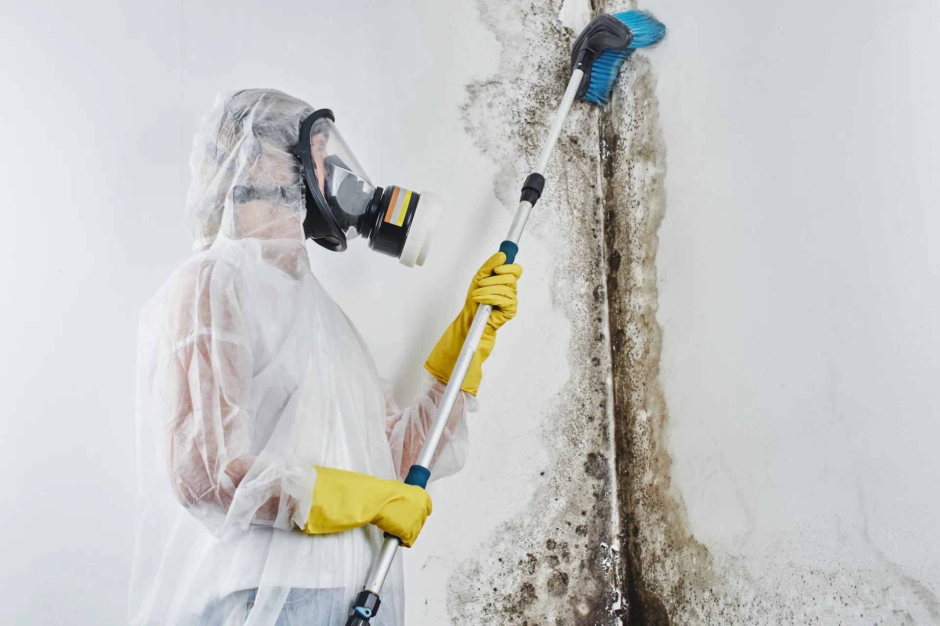 Preventing Mould Growth: Expert Tips for a Healthier Home