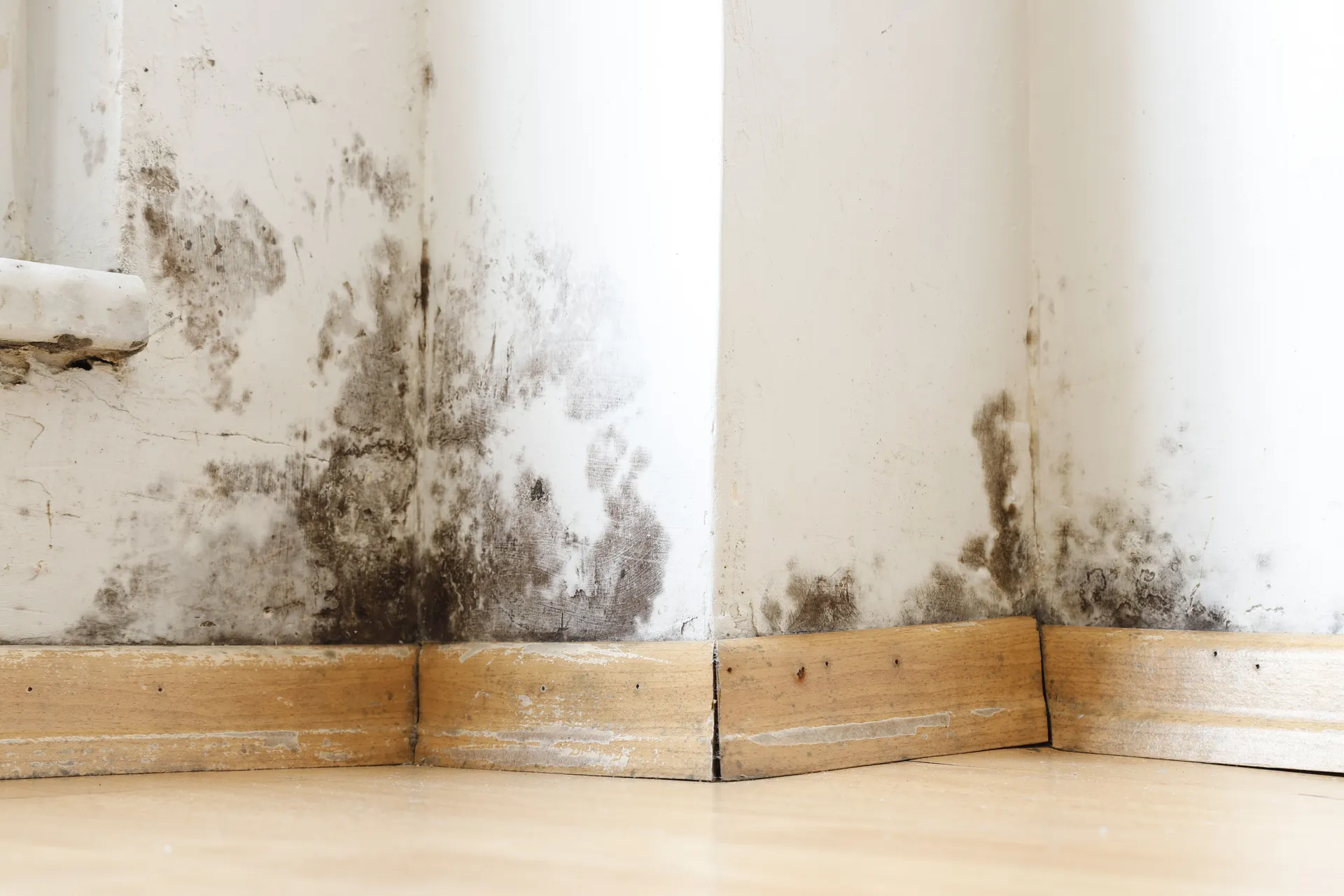 Comparing Mould Removal Techniques: Traditional vs. Modern Solutions