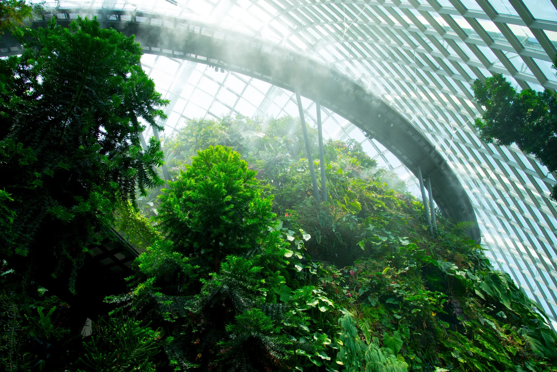 Understanding Mold in Singapore: Impacts on Health and Solutions