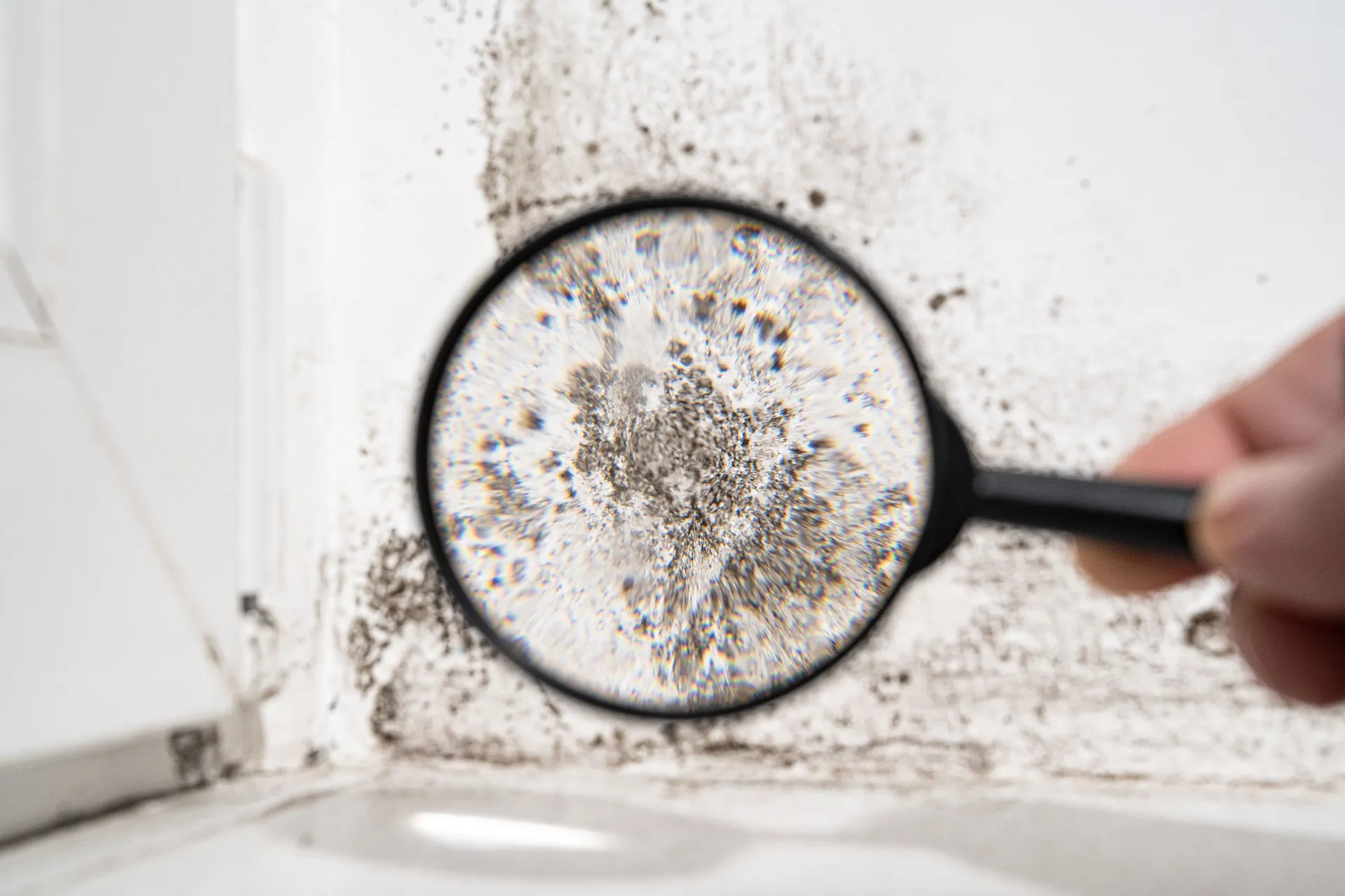 The Ultimate Guide to Mould Eradication in Humid Climates